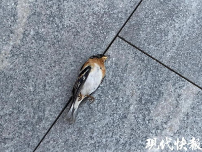多只小鸟撞西安万象城玻璃墙死亡